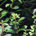 植栽から3日目